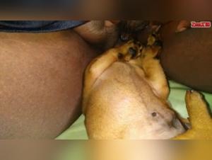 Bestial delights: Hardcore dog porn