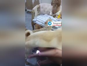 Bestial Delights: Indecent Doggy Gangbang - Collection 2