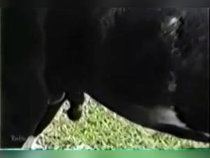 Bestial Delights: Milly and her Black Knight