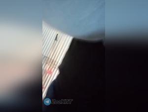 Bestial delights: ruthless canine orgies