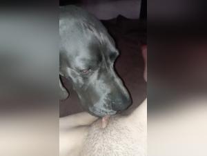 Bestial Delights: The Indomitable Animal