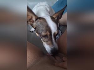 Bestial Delights: The Sensual Dog Lick