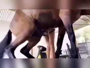 BestIal Delights: uncontrolled canine enjoyment