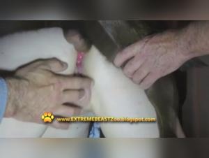 Bestial Delights: XXX Videos of Women and Dogs