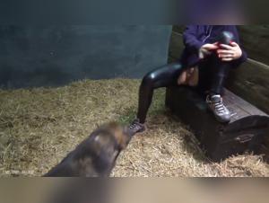 Bestial Delirium: Yasmin between two worlds