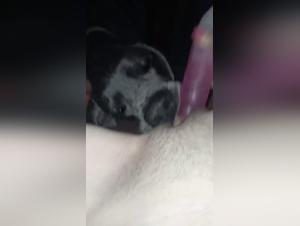 Bestial Disillusionment: Femininities at the Heart of Animal Desire