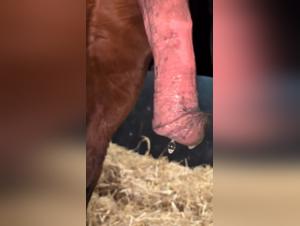 Bestial diversion: Fluids and desire