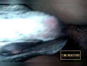 Bestial enjoyment, damn to the dog