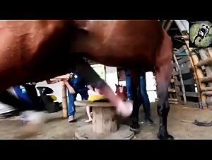 Bestial enjoyments: love prohibited with a horse