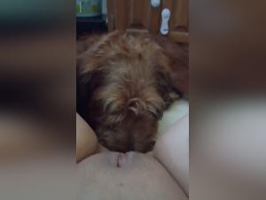 BestIal fantasies: the desire for the fierce and the unexpected