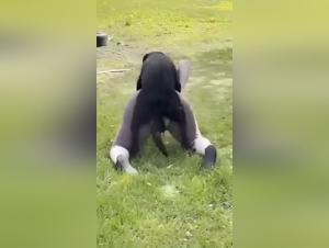 Bestial fantasy: unleashed animal passion