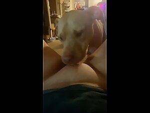 Bestial fuck: Dog saturates dirty whore