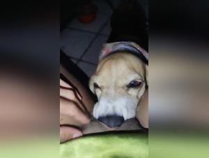 Bestial fuck, perra lesbiana without restraint