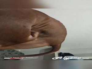 Bestial fury: canine domination and unbridled enjoyment