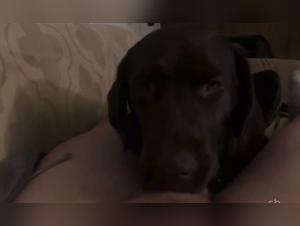 Bestial madness: wild canine pleasure