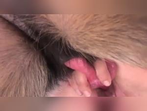 Bestial madness: zoophile delicacies without limits