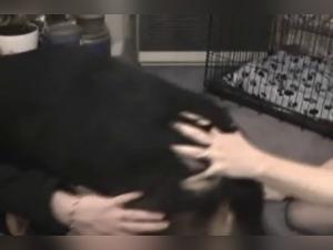 Bestial Obsession: Feline Submission