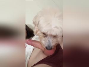 Bestial orgasm, trans under canine domination