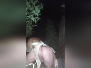 Bestial orgies: canine domination