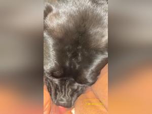 Bestial orgy: teenager and dog