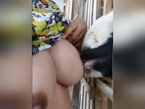 Bestial passion: adult goat and milk desire