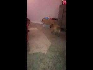 bestial pleasure with female dogs