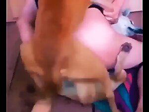 Bestial sufferings and pleasures