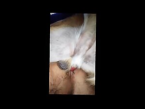 Bestial Zoophilia: Unleashed Dog and Dirty Whore