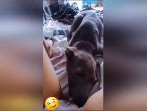 Bestiale desires: animal meetings and limitless excitations