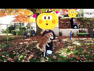 Bestiality erotic video