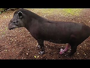 Bestiality Frenzy: Animal Fucking in Action!