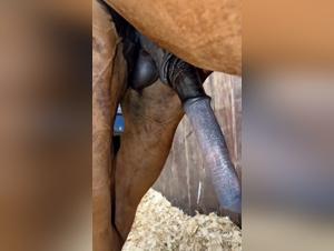 Bestiality Hardcore: uncontrolled animal power