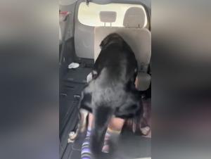 Bestiality Hardcore world taboo