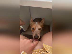 Bestiality Home Office: Immediate Canine Delights