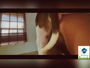 Bestiality movies with a woman and her dog: the zootific adventure