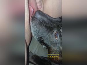 Bestiality orgies: prohibited delights