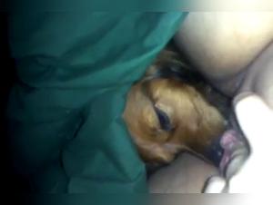 Bestiality orgies: uncontrollable desire