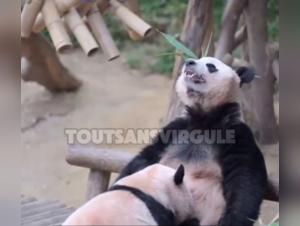 Bestiality Panda: Insacrable animal pleasure