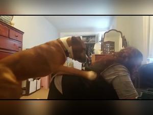 Bestiality Porn Free: Sluts Sucked By Dogs