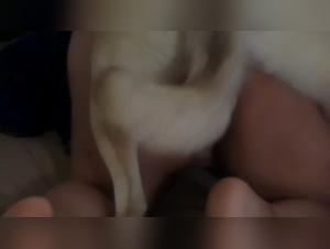 Bestiality Slut: Dog Loving Cock