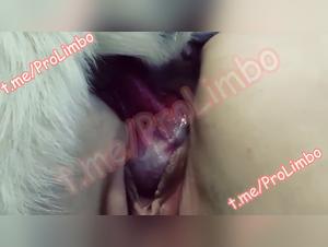 Bestiality Tube - Porn Girl Sucks Dog