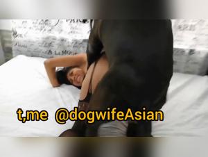 Bestiality without borders: canine lust