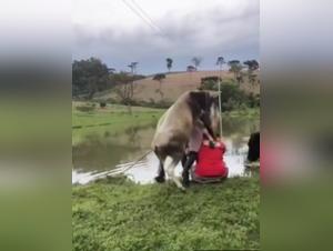 Bestiality without brake: the amateur and the Bull