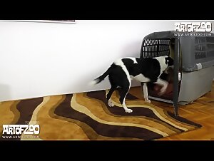 Bestiality XXX: Pussy Sucks Horse Penis After Fucking My Dog