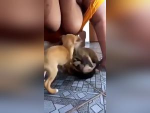 Bestiality zoophilia overalls - Overalls sucks his dog