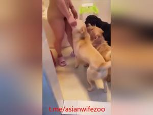 Bestion delights: Asian canine gangbang