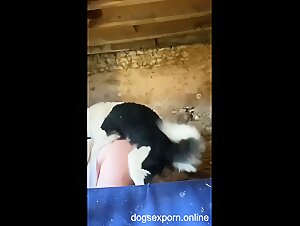 Big chicks fucked by two dogs