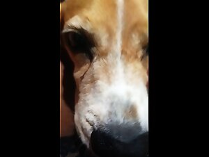 Bitch sucks my dog: Mi perrita me lame el cono