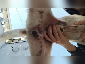 Bizarre delights: K9girllzz and Moonliek9 revealed