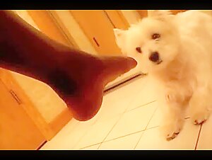 Black female dog gets licked and sprayed